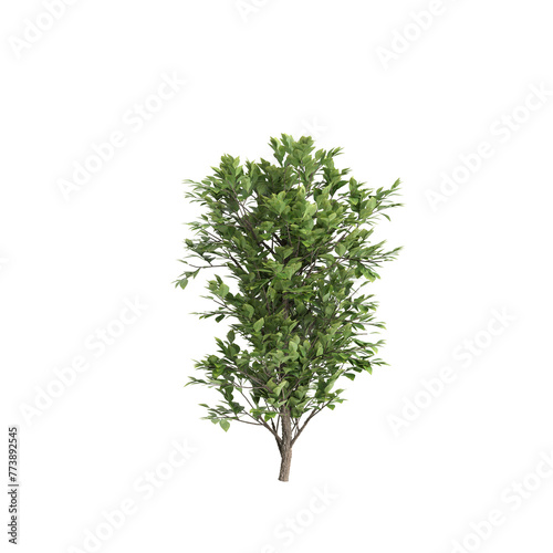 3d illustration of Lawsonia inermis tree isolated on transparent background