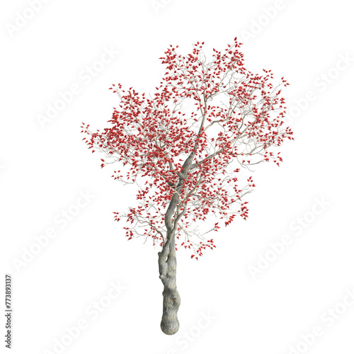 3d illustration of Erythrina variegata tree isolated on transparent background © TrngPhp