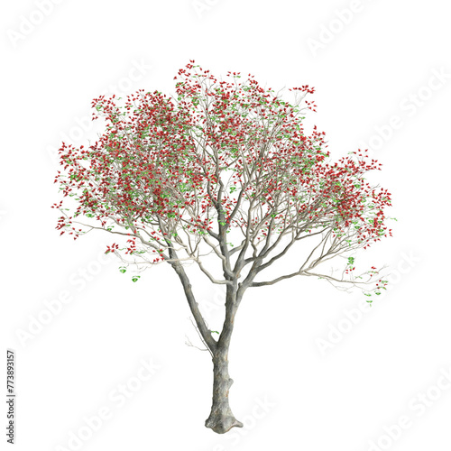 3d illustration of Erythrina variegata tree isolated on transparent background