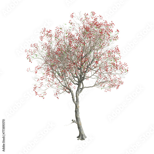 3d illustration of Erythrina variegata tree isolated on transparent background