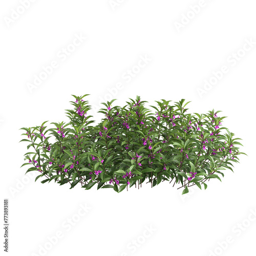3d illustration of Impatiens balsamina bush isolated on transparent background