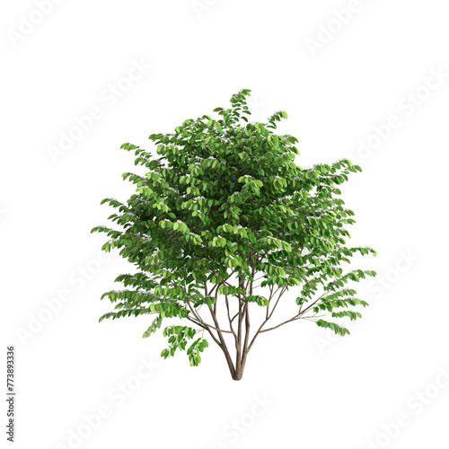 3d illustration of Bauhinia acuminata tree isolated on transparent background photo