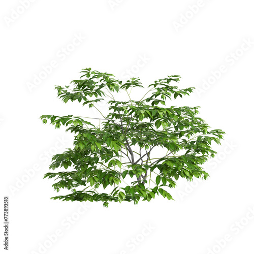 3d illustration of set Saraca asoca tree isolated on transparent background