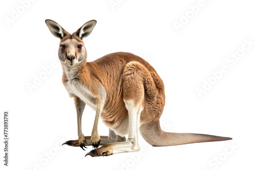 Side view of a full length of adult kangaroo Macropus rufus on a cut out PNG transparent background