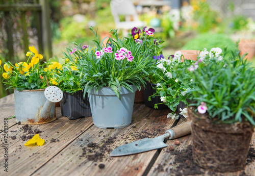 viola and carnation plants for potted with a shovel and dirt on wooden table on garden background