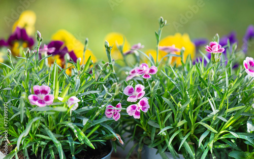 closeup up on beautiful colorful flowers of carnation and viola background bl...