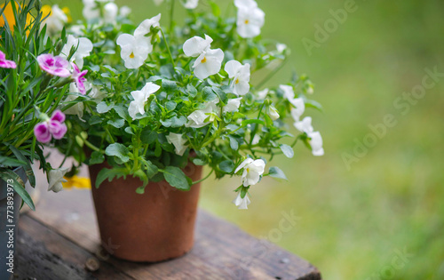 closeup up on beautiful and delicat white flowers of  viola in a flowerpot on...