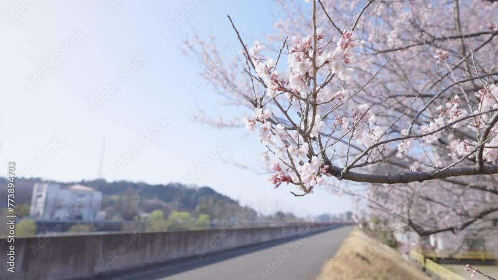 桜 五分咲き 02 桜 五分咲き 02