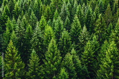 Forest Trees Background. Lush Green Spruce and Pine Trees in Sustainable Timberland Ecosystem photo