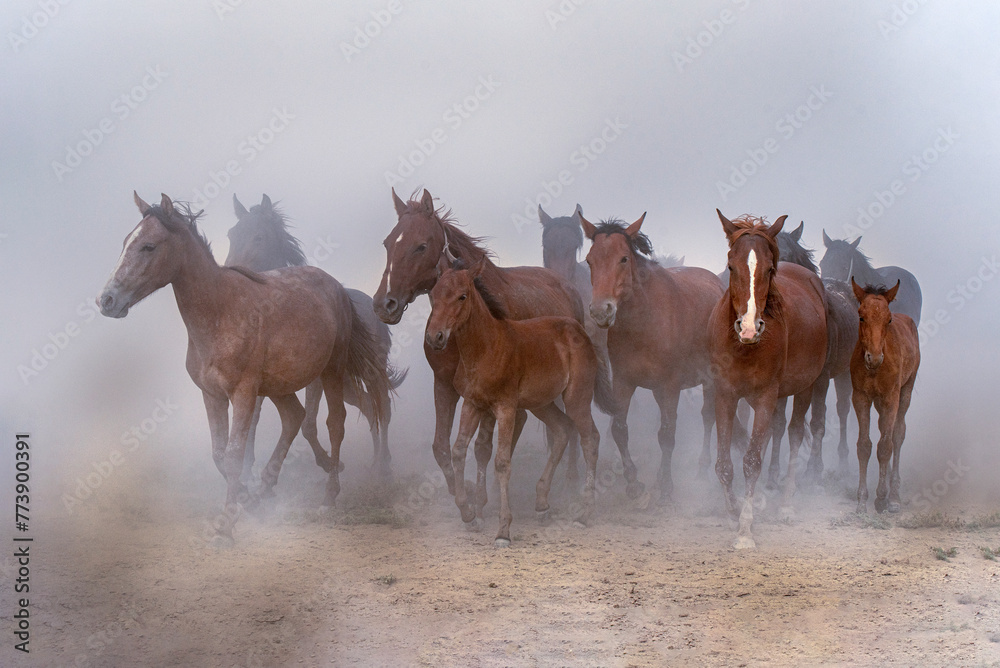 Wild horses running free in a cloud of dust.