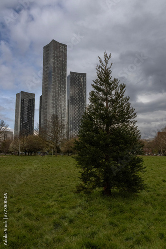Принти на полотні Solitary Tree Overlooked by steely Grey Skyscrapers in Downtown Manchester
