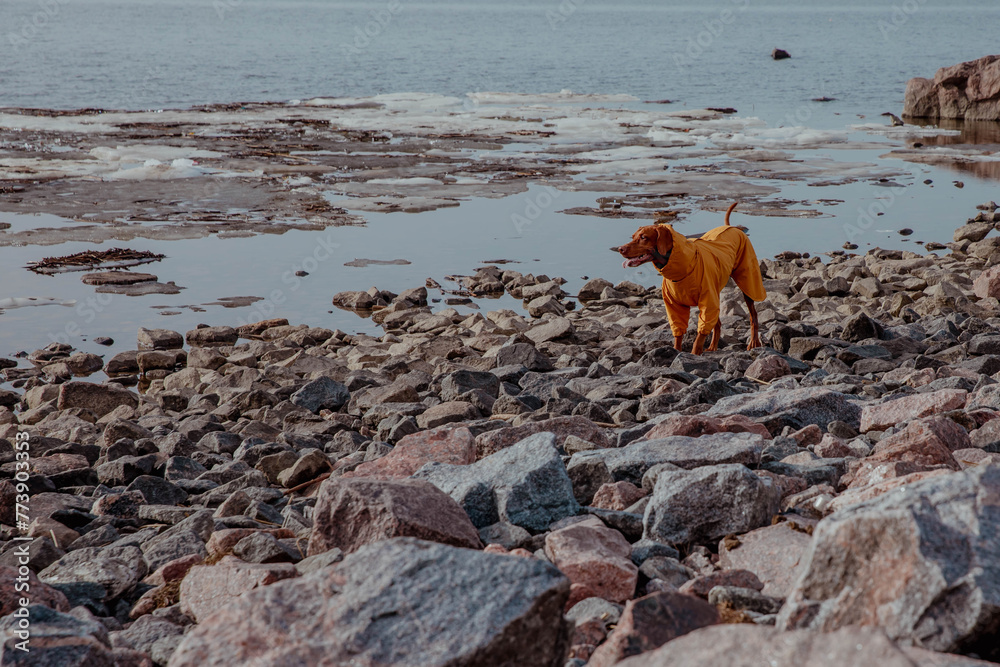 Red hunting vizsla dog in yellow jumpsuit on rocky beach Red hunting vizsla dog in yellow jumpsuit on rocky beach