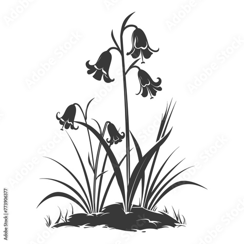 Silhouette bluebell flower in the ground black color only