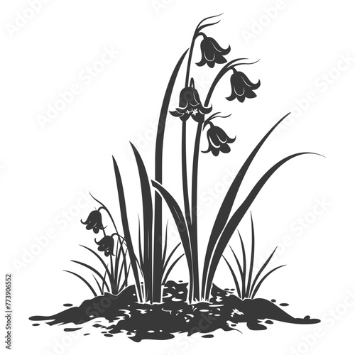Silhouette bluebell flower in the ground black color only