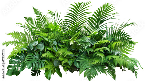 A lush jungle fern cluster  isolated on transparent background