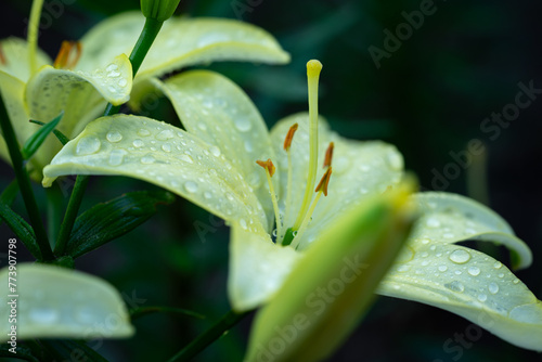 lilly closeup during full bloom in spring season