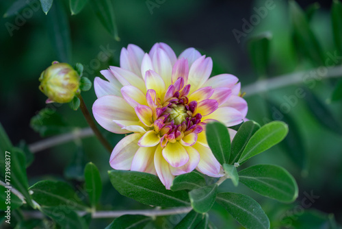 Colorful dahlia closeup flower during the blooming season in October.