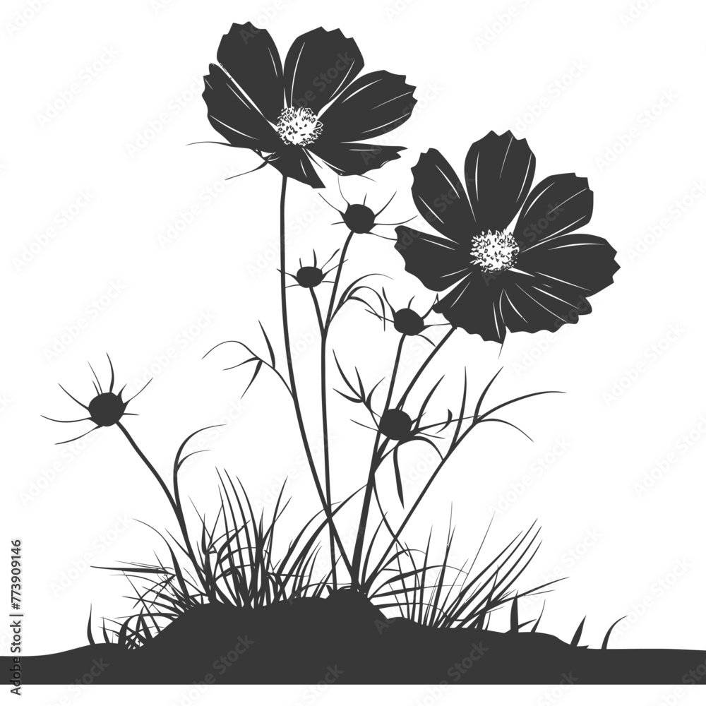 Silhouette cosmos flower in the ground black color only