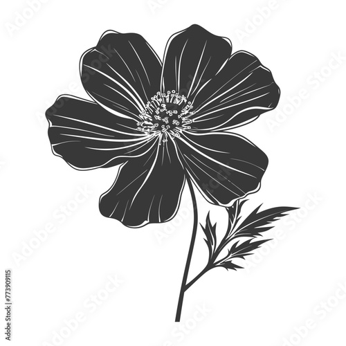 Silhouette cosmos flower black color only