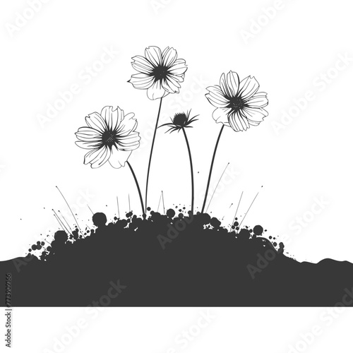 Silhouette cosmos flower in the ground black color only