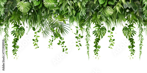 Tropical creeper border hanging, isolated on transparent background photo