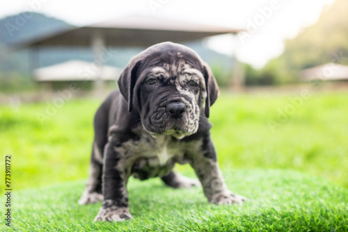 selective focus cute little black and white puppies with gray spots Bandogs puppies Neapolitan Mastiff in perfect shape in the front yard large mixed breed dog but cute personality photo