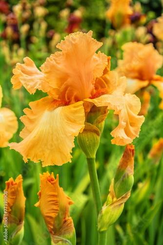 Bright orange iris in the spring garden