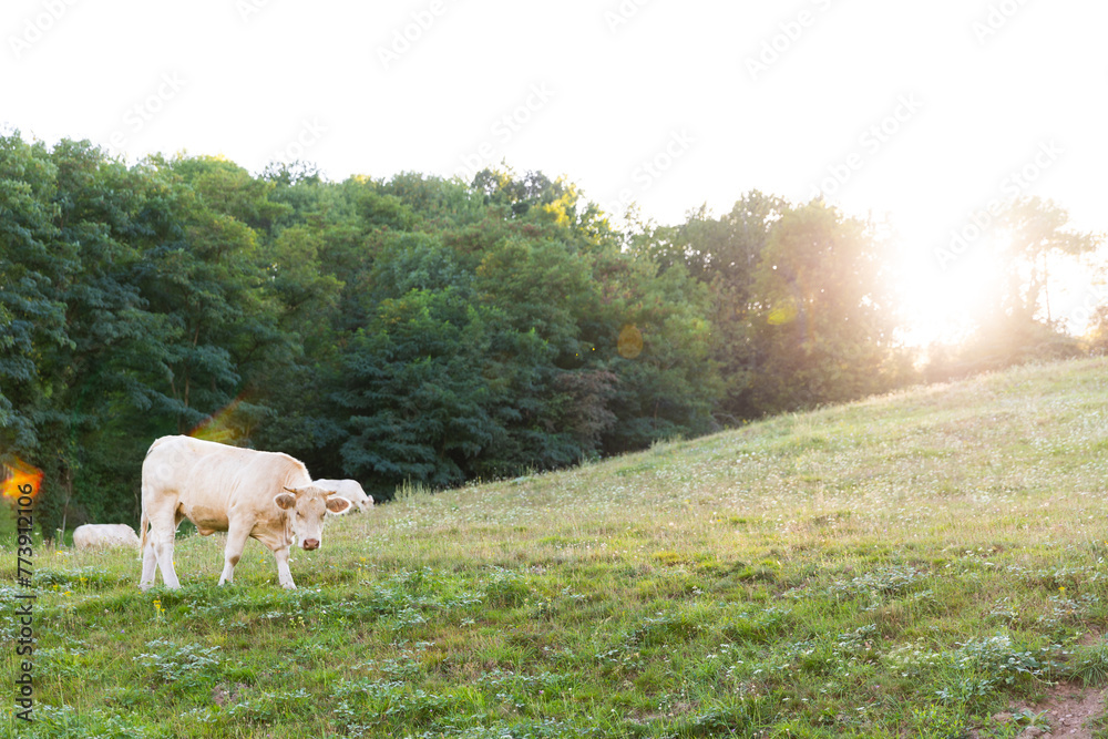 Fototapeta premium cows in the field