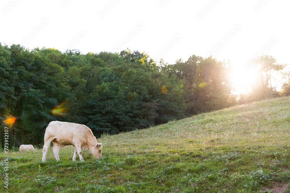Fototapeta premium cows in the meadow