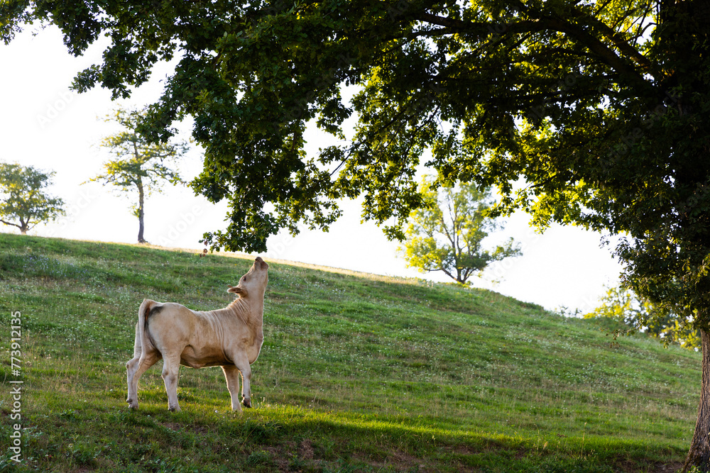 cow in the meadow cow in the meadow