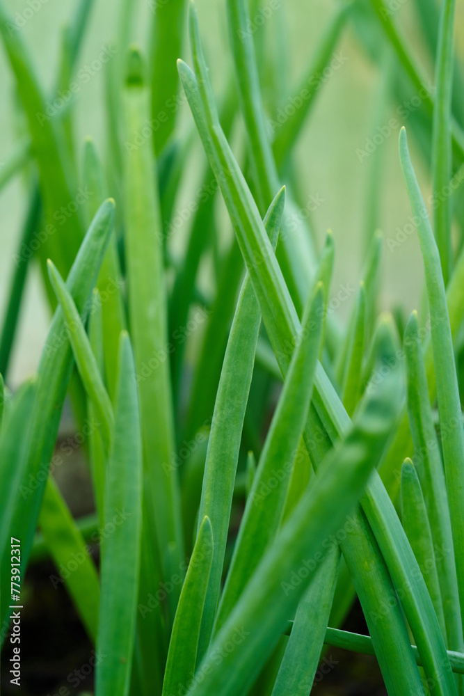 Spring onion growing in soil. High quality photo Spring onion growing in soil. High quality photo