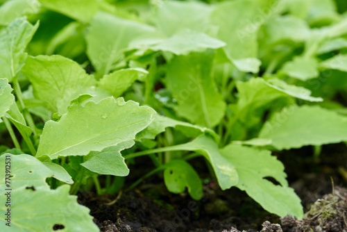 Radishes are grown at spring