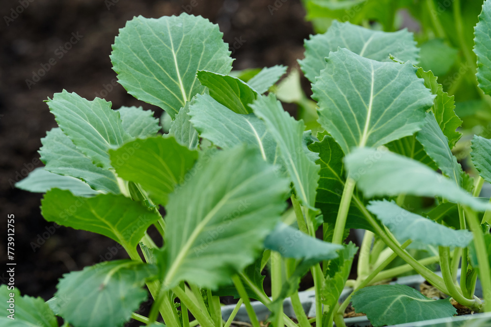 Cabbage baby growing young leaves. High quality photo Cabbage baby growing young leaves. High quality photo