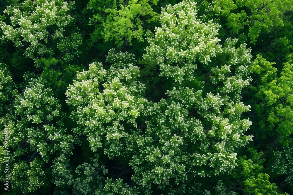 A lush forest canopy. the dense greenery unfolds in layers of texture and color. Generative AI