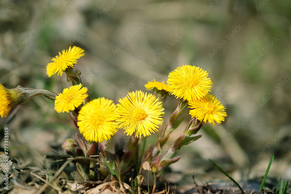 Fototapeta premium Coltsfoot flowers (Tussilago farfara) close up on abstract natural background. early spring season. first spring seasonal yellow coltsfoot flowers