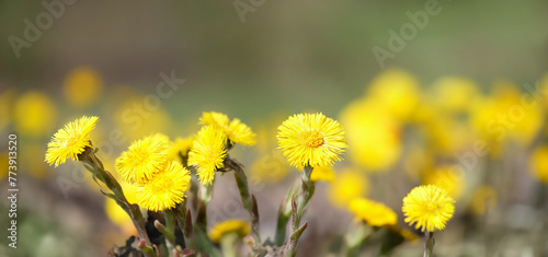 Bild auf Leinwand Coltsfoot flowers (Tussilago farfara) close up on abstract natural background
