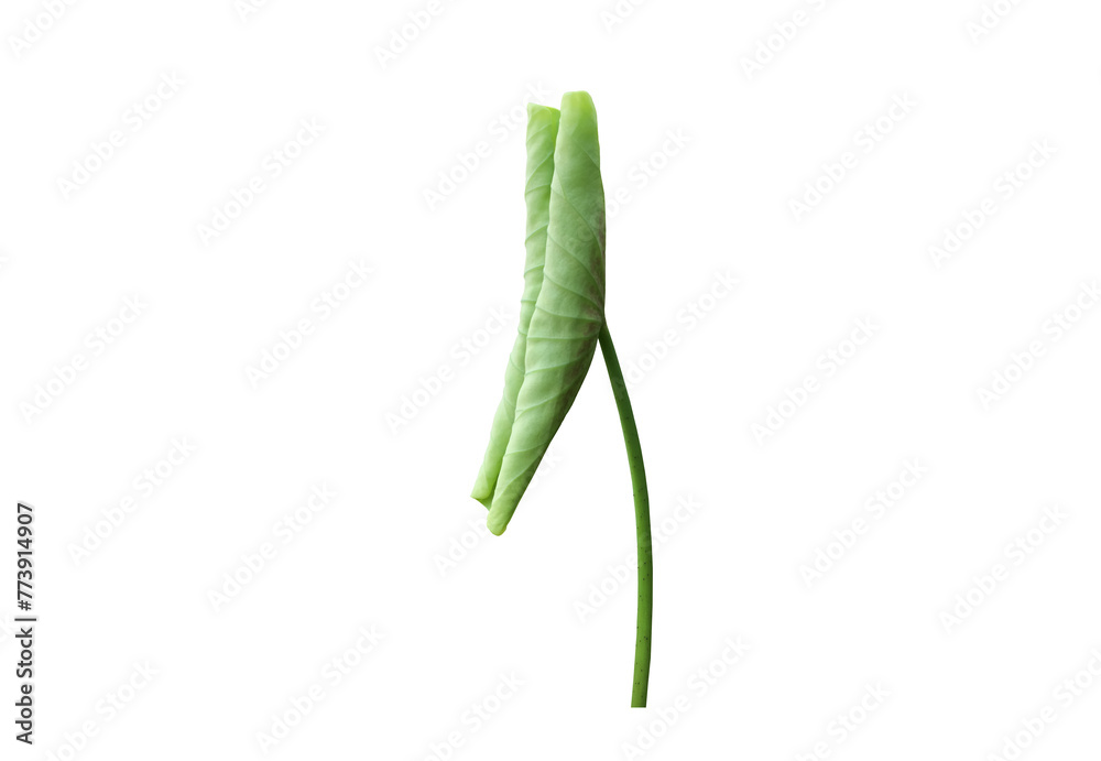 Isolated waterlily or lotus leaf with clipping paths. Isolated waterlily or lotus leaf with clipping paths.