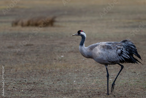 Fotografía de grullas en invierno en la Laguna de Gallocanta © Borja