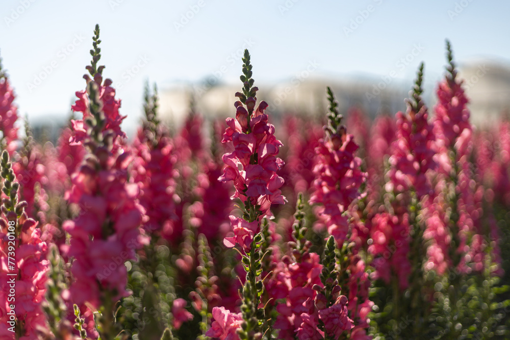 selective focus Antirrhinum Potomack royal in a trial plot for growing beautiful flowers Beautiful, perfect purple flower background image selective focus Antirrhinum Potomack royal in a trial plot for growing beautiful flowers Beautiful, perfect purple flower background image