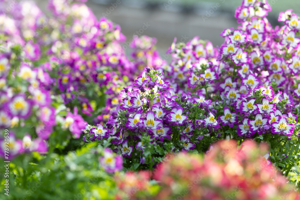 Schizanthus Atlantis are flowers that like lots of sunlight. Beautiful appearance and beautiful patterns attract people's eyes purple-white flowers Schizanthus Atlantis are flowers that like lots of sunlight. Beautiful appearance and beautiful patterns attract people's eyes purple-white flowers