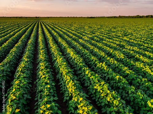 Vibrant soybean plants thriving in neat rows under the warm glow of the setting sun photo