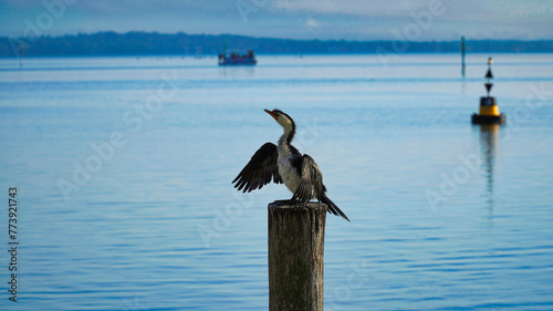 Pied Cormorant NSW Australia . The entrance Nsw Australia photo