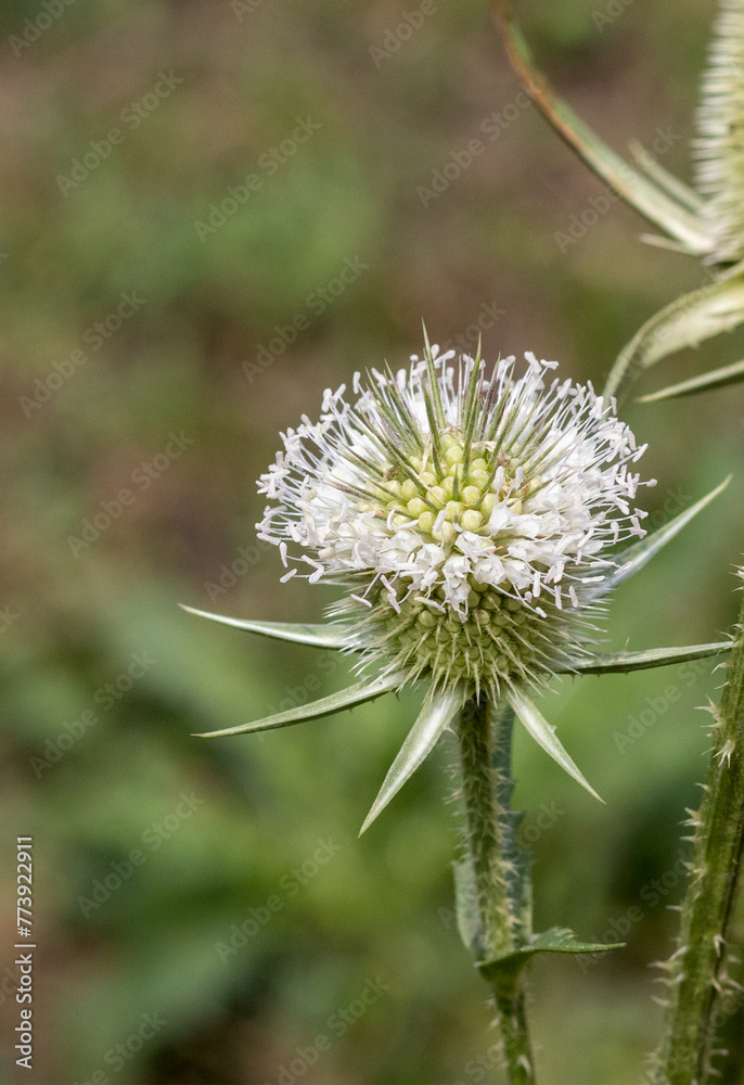 forest lint, flowering plants at the end of the summer period, Dipsacus fullonum , L; forest lint, flowering plants at the end of the summer period, Dipsacus fullonum , L;