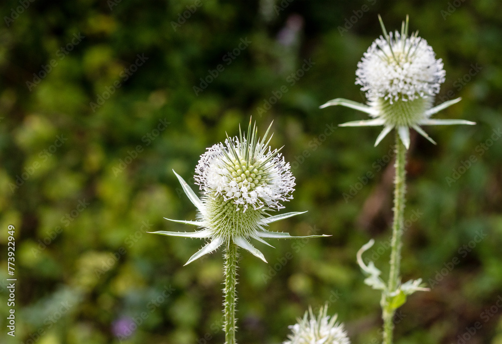 forest lint, flowering plants at the end of the summer period, Dipsacus fullonum , L; forest lint, flowering plants at the end of the summer period, Dipsacus fullonum , L;