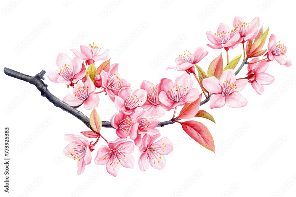Cherry blossom branch. Watercolor painting sakura, Pink flowers. Isolated flora design spring illustration Sakura flower