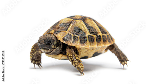Young Hermann's tortoise, Testudo hermanni, isolated on white