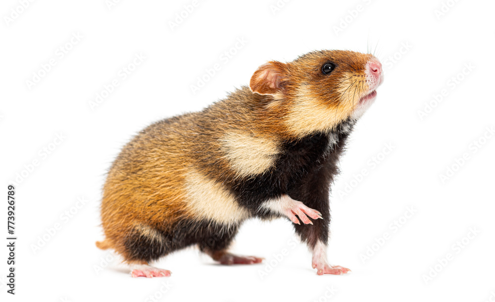 European hamster pawing and looking up, Cricetus cricetus, isolated on white