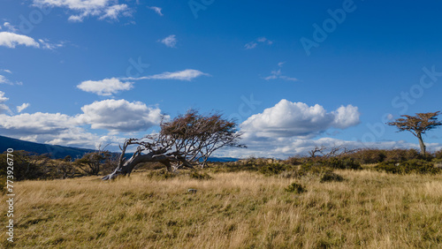 Arbol bandera