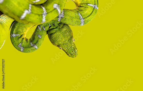 Head shot of an Adult Emerald tree boa, Corallus caninus, on green backgroung, showcasing its scales and color