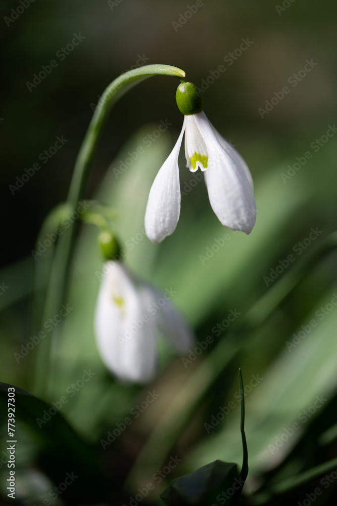 Beautiful flowers of the Galanthus nivalis snowdrop in spring against a forest background on a sunny day. Beautiful flowers of the Galanthus nivalis snowdrop in spring against a forest background on a sunny day.
